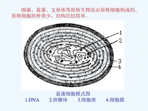 细胞模式图