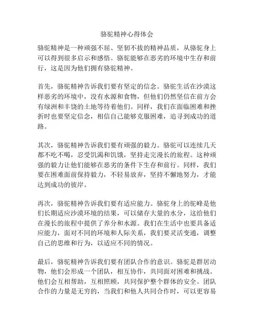 骆驼精神心得体会