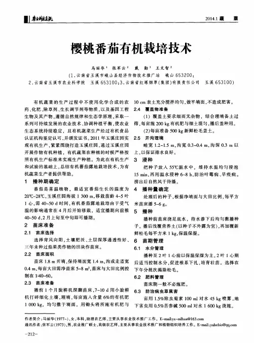 樱桃番茄有机栽培技术
