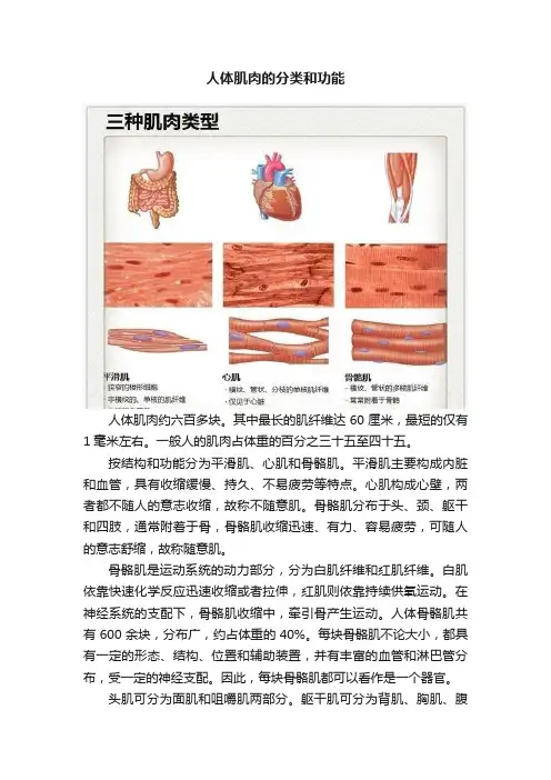 人体肌肉的分类和功能