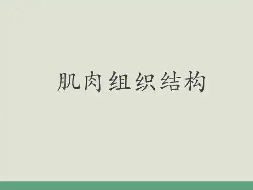 肌组织结构