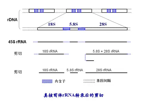 真核生物tRNA的转录后后加工