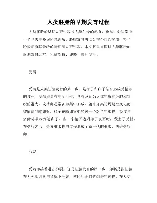 人类胚胎的早期发育过程