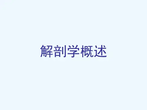 大体解剖概述-PPT
