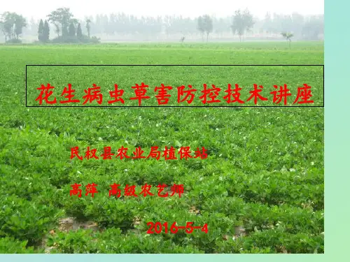 花生病虫害防治技术ppt课件