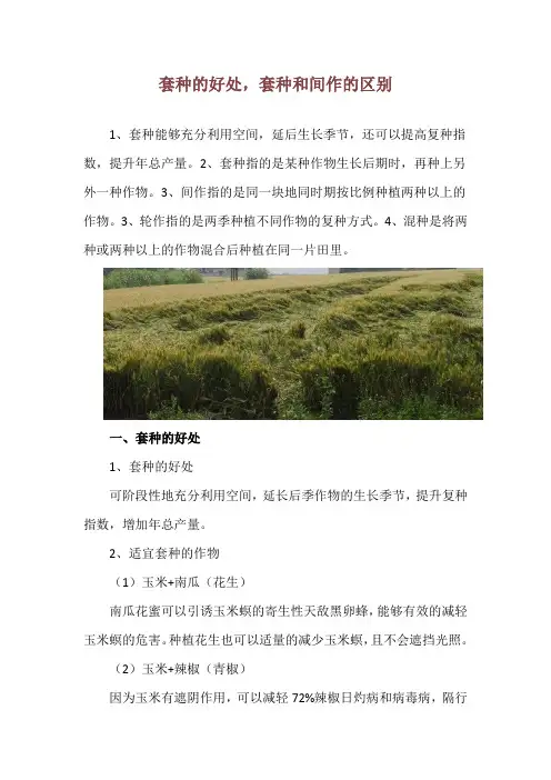 套种的好处,套种和间作的区别