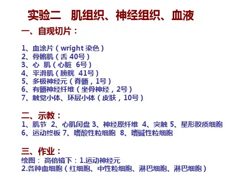 实验二：肌组织 神经组织、血液