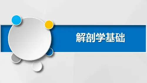 脉管系统PPT课件