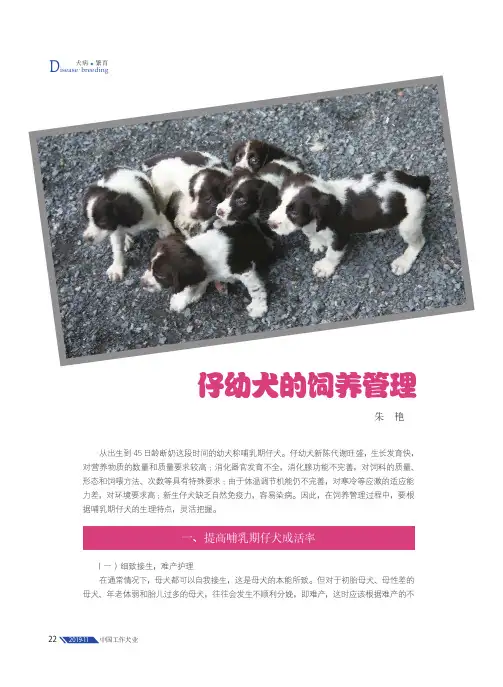 仔幼犬的饲养管理