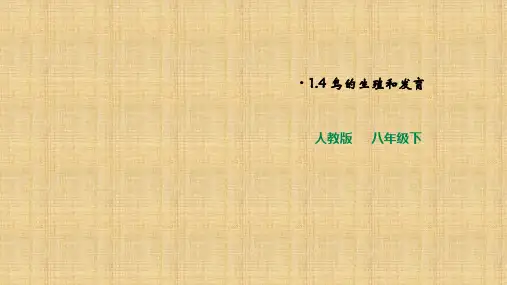 人教版初中生物八年级下册鸟的生殖和发育一等奖优秀课件