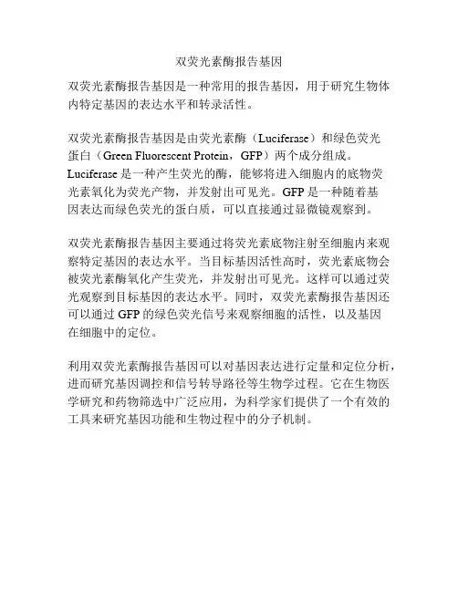 双荧光素酶报告基因