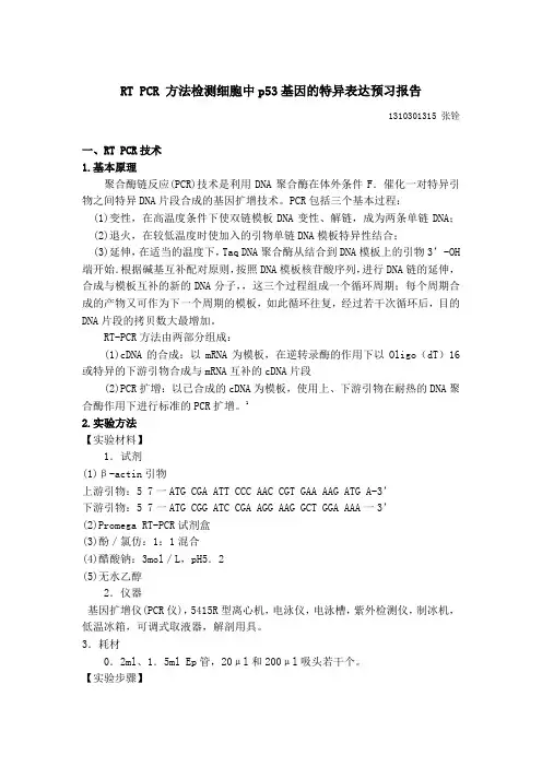 RT PCR 方法检测细胞中p53基因的特异表达预习报告