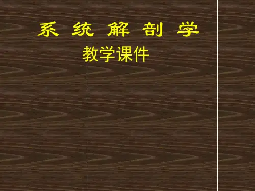 系统解剖学绪论课件