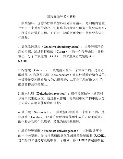 三羧酸循环名词解释