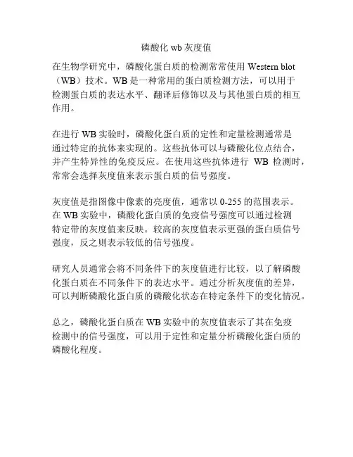 磷酸化wb灰度值