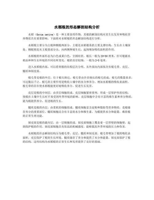 水稻根的形态解剖结构分析