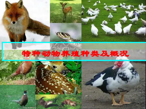 特种动物养殖种类及概况