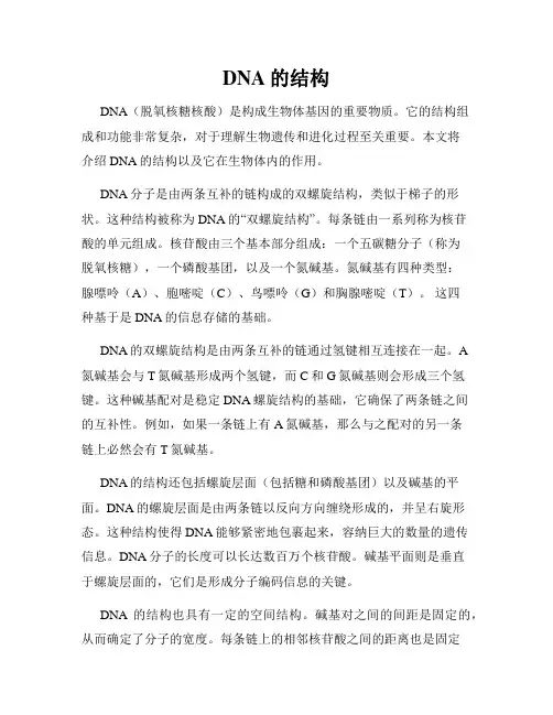 DNA的结构
