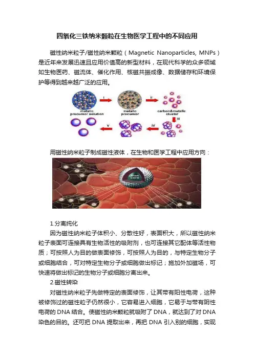 四氧化三铁纳米颗粒在生物医学工程中的不同应用