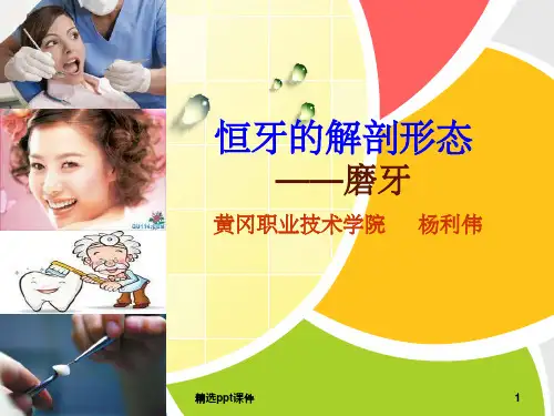 口腔解剖生理学——恒牙的解剖外形磨牙