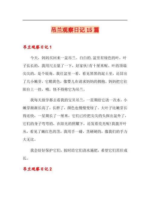 吊兰观察日记15篇