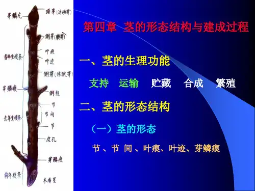 第四章茎的形态结构与建成过程