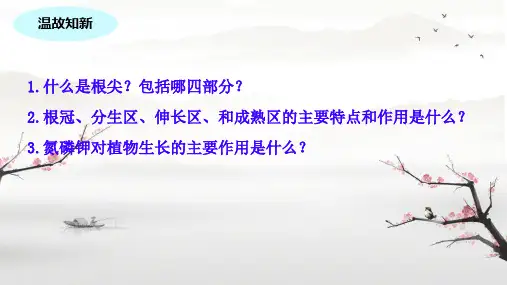 4.1.6芽的类型和发育课件(共24张PPT)济南版初中生物八年级上册
