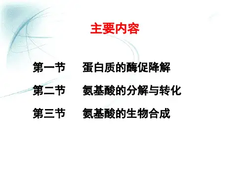蛋白质代谢PPT课件2上课讲义.ppt