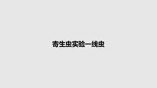 寄生虫实验一线虫PPT教案