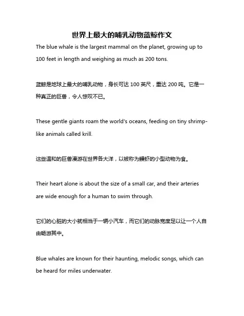 世界上最大的哺乳动物蓝鲸作文