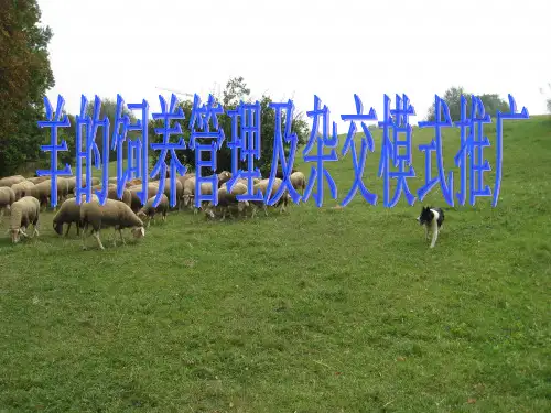 羊的饲养管理