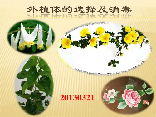 外植体及消毒