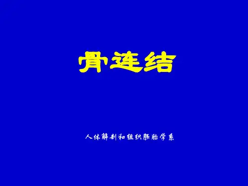 骨连结各论(系统解剖学)精品PPT课件