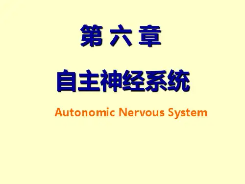 自主神经系统