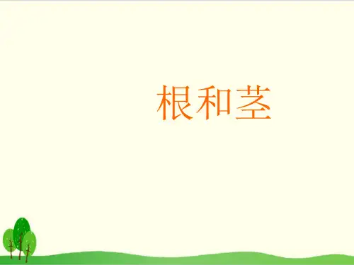 苏教版教材《根和茎》优质课件1