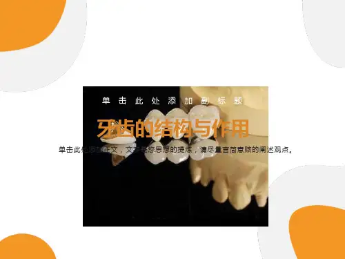 牙齿的结构与作用