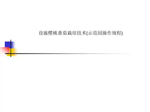 设施樱桃番茄栽培技术(示范园操作规程)