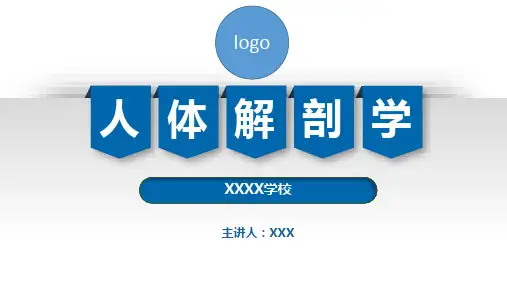 周围神经-神经系统-人体解剖学