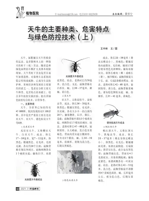 天牛的主要种类、危害特点与绿色防控技术(上)