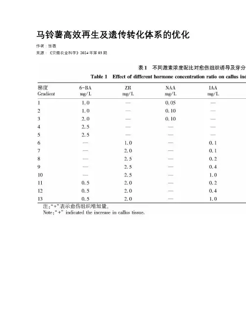 马铃薯高效再生及遗传转化体系的优化