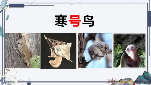 部编版二年级上册语文《寒号鸟》PPT优质教学电子课件