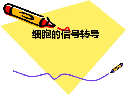 细胞的信号转导 PPT课件
