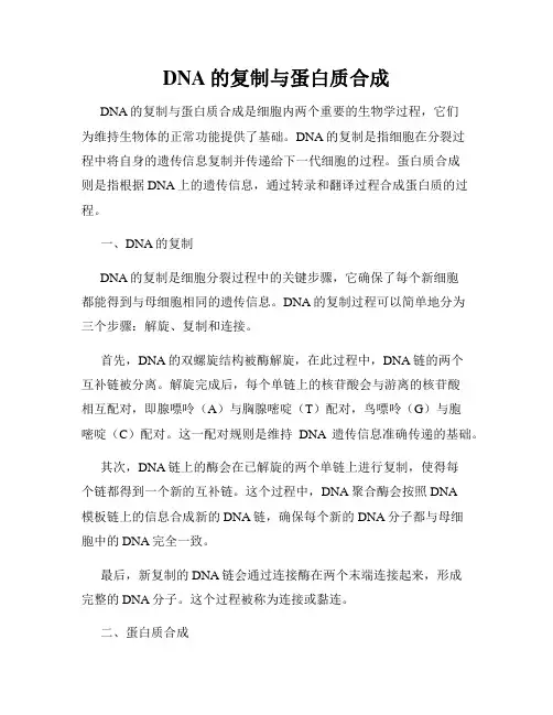DNA的复制与蛋白质合成
