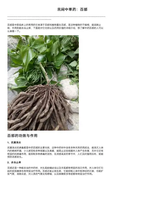 民间中草药：百部