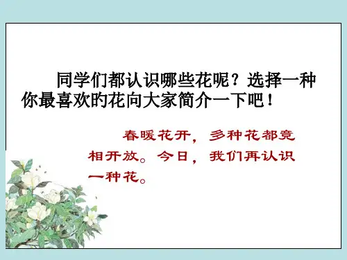 广玉兰ppt
