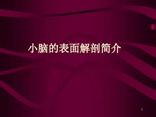 精美解剖--小脑