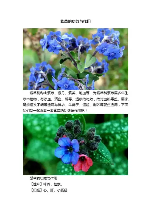 紫草的功效与作用