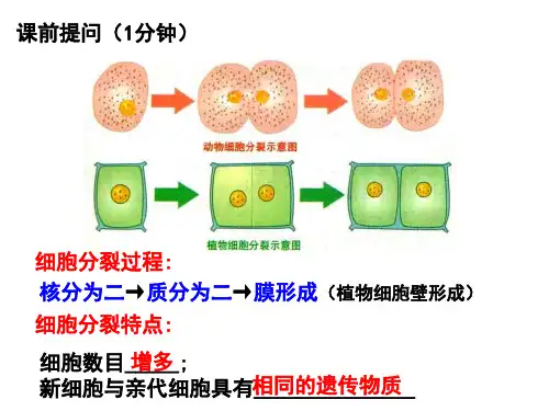 细胞分化形成组织课件(1)(北师大版)
