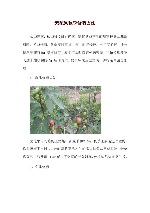 无花果秋季修剪方法