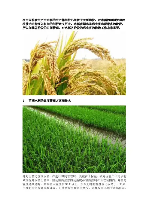 水稻种植分阶段的田间管理技术